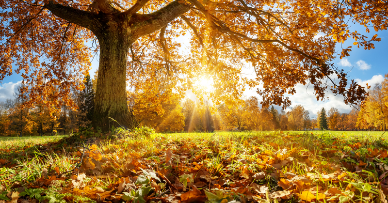 sunshine peaking through fall leaves in a field with a large oak tree